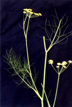 Bothriospermum Kusnezowii Extract  